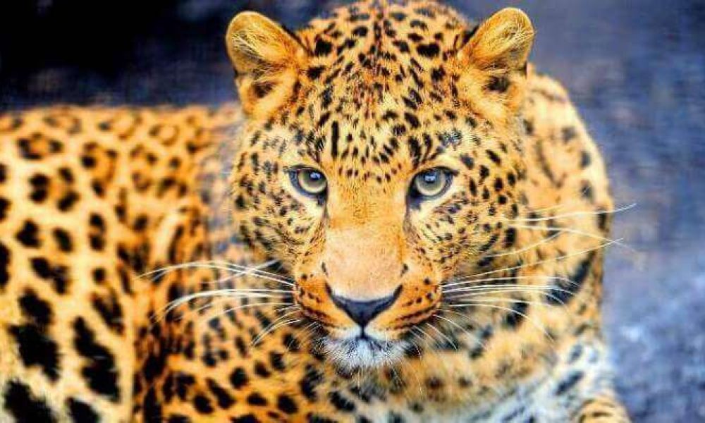 یوز را نماد محیط‌زیست استان سمنان می‌دانند/ آخرین آمار یوز ایرانی کمتر از ۴۰ قلاده