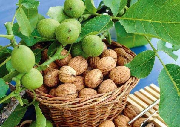 ارزش های فرهنگی و اقتصادی باغ گردوی شهمیرزاد