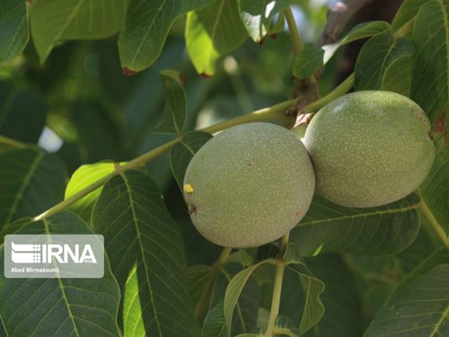 تولید گردو در استان سمنان  ۵.۷ هزار تن برآورد شد