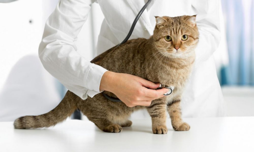 ارائه خدمات رایگان دامپزشکی استان به روستائیان و عشایر استان سمنان