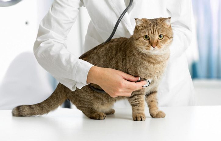 ارائه خدمات رایگان دامپزشکی استان به روستائیان و عشایر استان سمنان