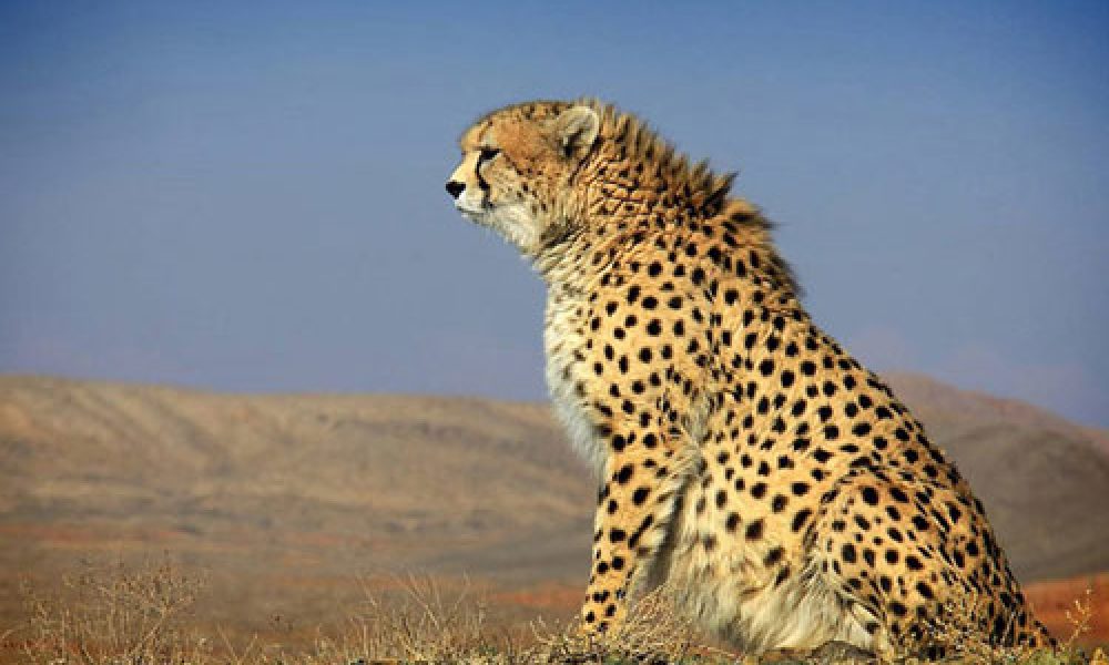 همکاری سازمان محیط زیست با ایتالیا برای حفظ یوز آسیایی