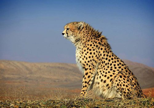 همکاری سازمان محیط زیست با ایتالیا برای حفظ یوز آسیایی