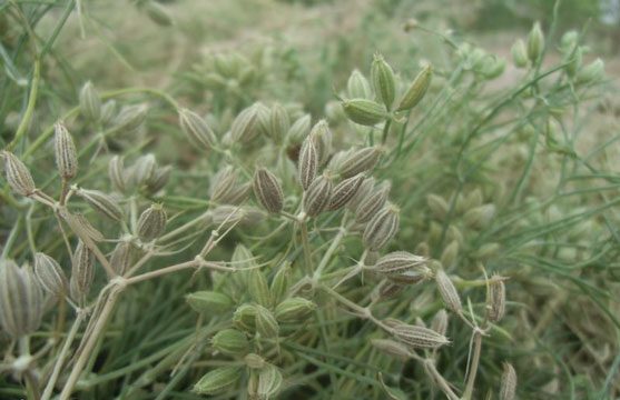 آغاز برداشت از مزارع زیره سبز در سمنان/ هر هکتار ۸۰۰کیلوگرم