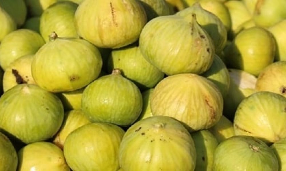 تولید ۳۰۰۰ تن انجیر در استان سمنان