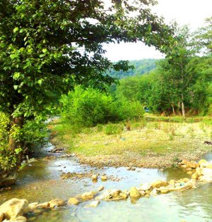 تور جنگل بلیران