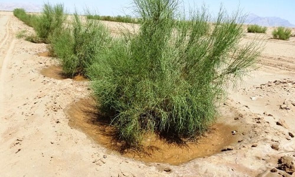 اجرای۹۰۰ هکتار عملیات بیابان‌زدایی در استان سمنان