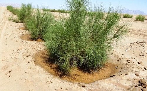 اجرای۹۰۰ هکتار عملیات بیابان‌زدایی در استان سمنان