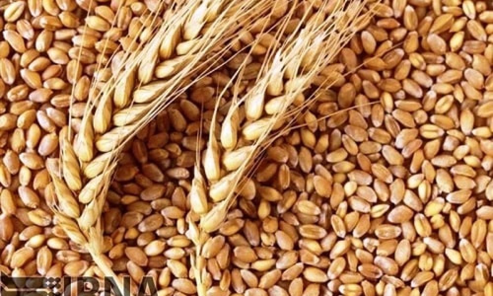 بیش از ۸۴ هزار تن گندم کشاورزان سمنان تضمینی خریداری شد