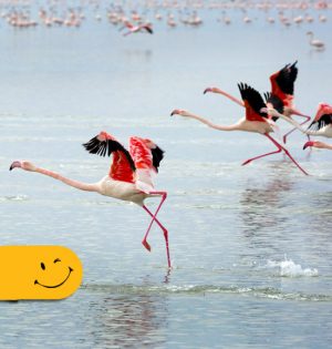 تور تالاب میان کاله (پرنده نگری)