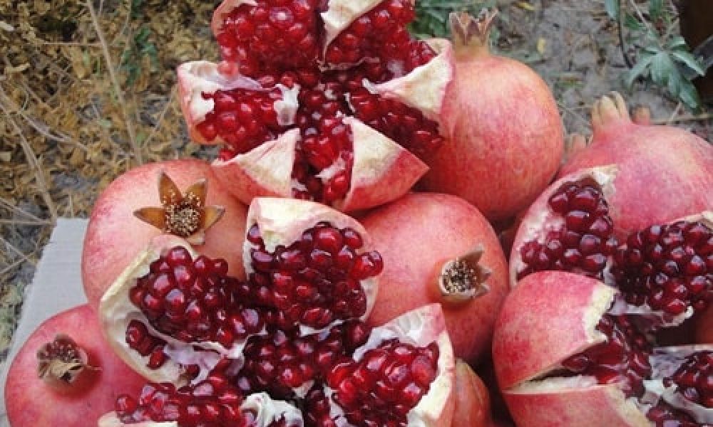 سمنان در عملکرد محصول انار جایگاه اول کشوری را کسب کرد