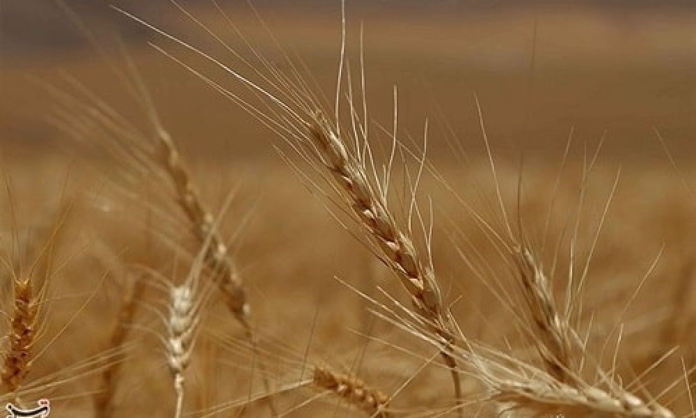 خرید تضمینی گندم در استان سمنان به بیش از ۸۴ هزار تن رسید