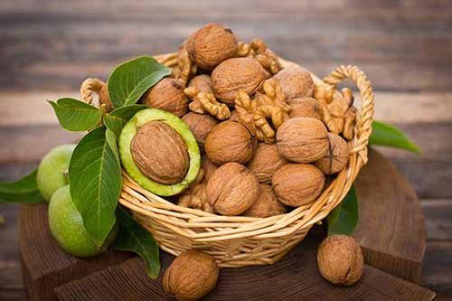 بیش از ۴ هزار تن گردو از باغات استان سمنان برداشت می‌شود