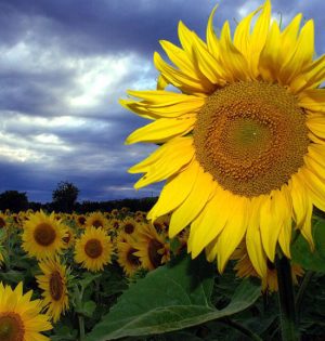 تور دشت گل‌های آفتابگردان