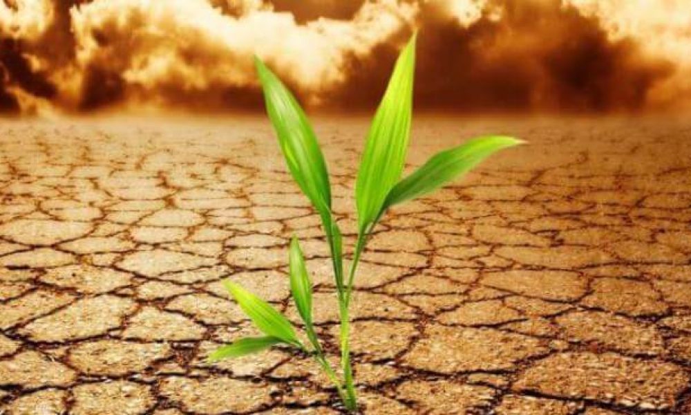 کسب مقام اول کشوری در بیابان زدایی