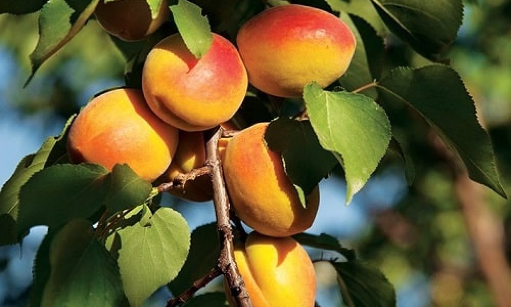 سمنان ، دومین تولید کننده زردآلوی کشور