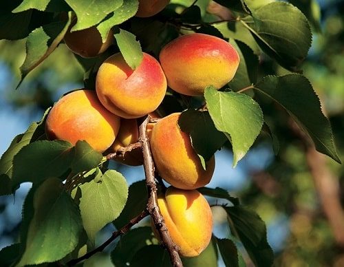 سمنان ، دومین تولید کننده زردآلوی کشور