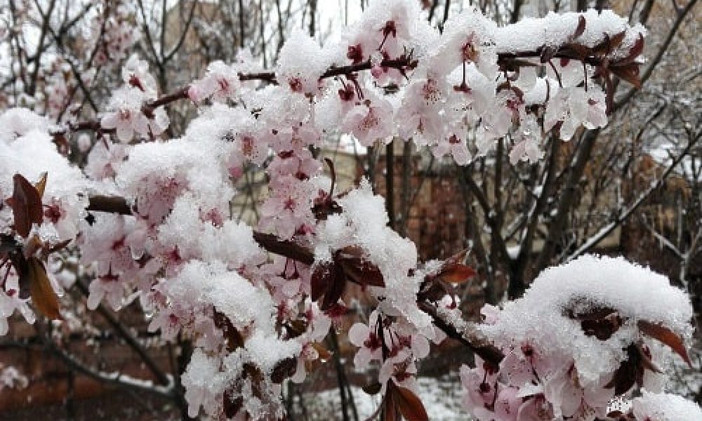 هشدار به کشاورزان استان سمنان درباره خطر سرمازدگی