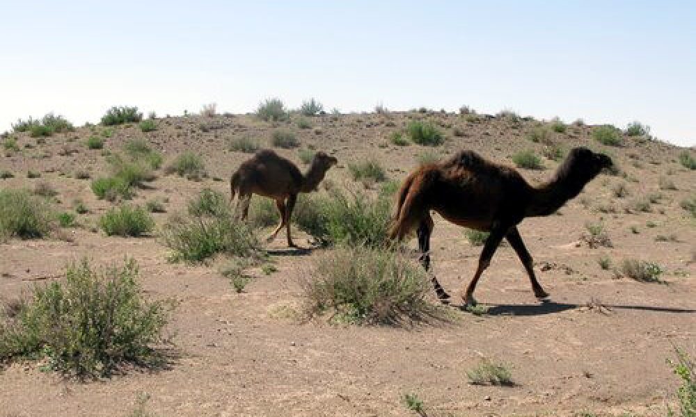 ایران و بهترین شرایط برای پرورش دام آینده جهان