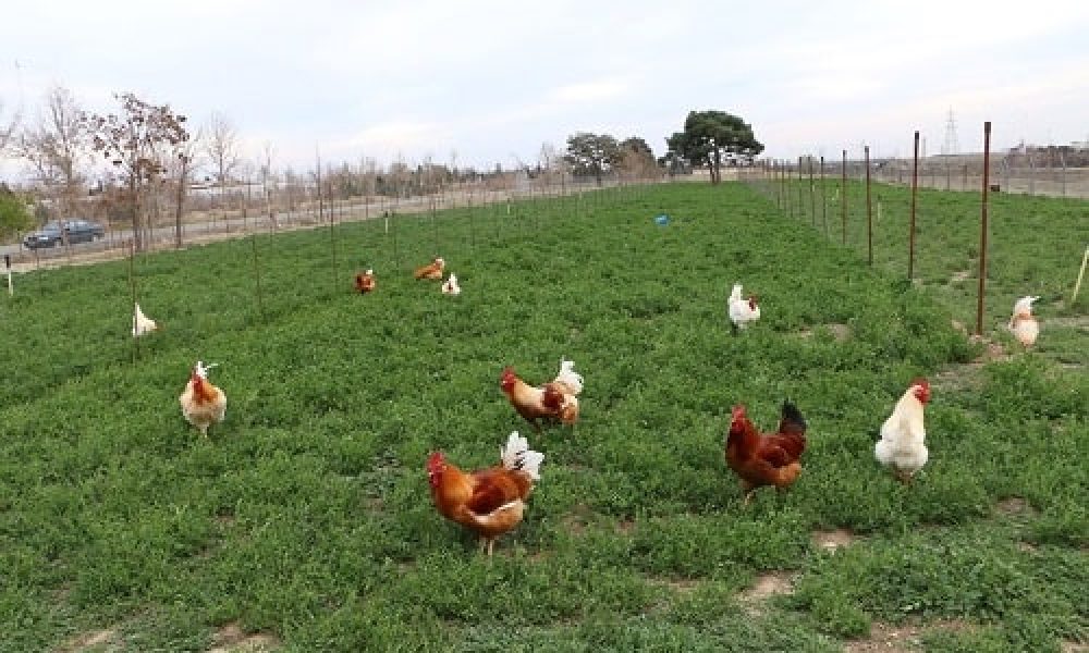 طیور بومی روستاهای سمنان به رایگان مایه‌کوبی می‌شوند