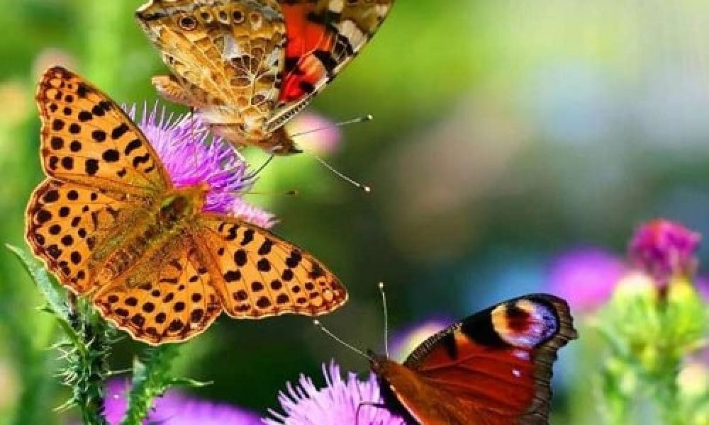 هجوم پروانه های رنگارنگ به استان سمنان