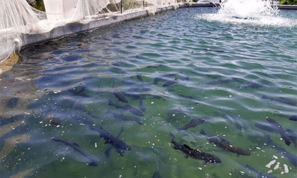 ۱۱۰۰ تن گوشت ماهی در سمنان تولید شد