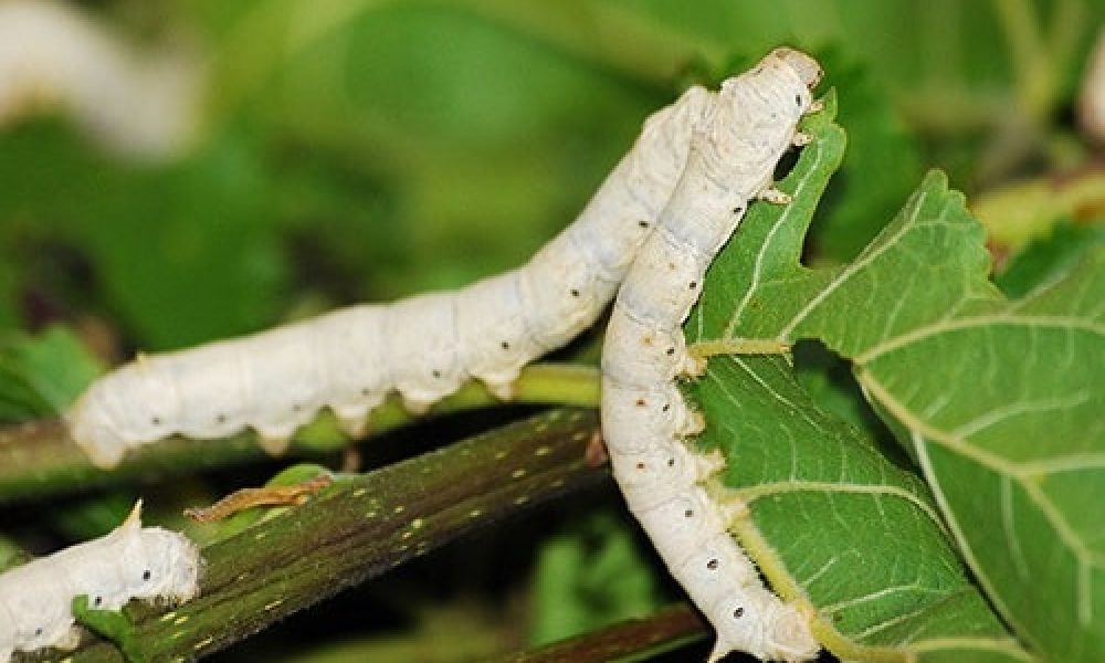 پیش بینی تولید بیش از پنج تن پیله کرم ابریشم در سمنان