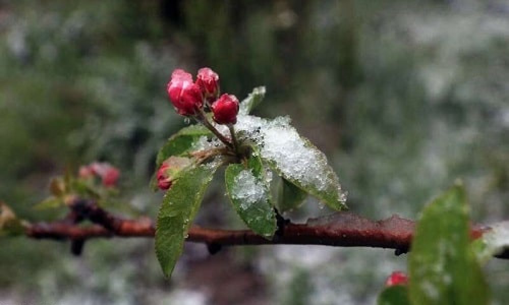 کشاورزان استان سمنان به علت سرما تمهیدات لازم را اتخاذ کنند