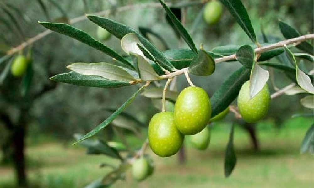 آغاز ثبت نام بهره برداران کشاورزی سمنان در سامانه سیتا