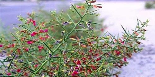 خارشتر از اراضی ضعیف سمنان کشت شد