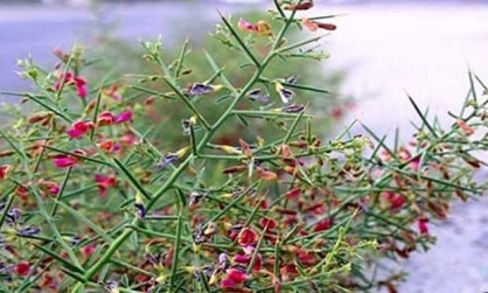 خارشتر از اراضی ضعیف سمنان کشت شد