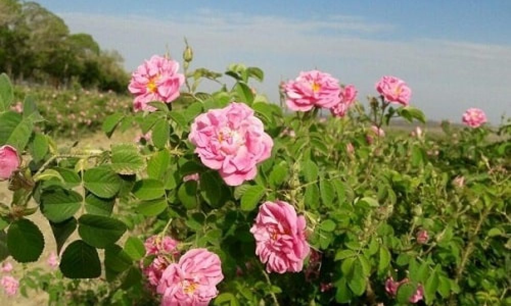 کشت گل محمدی در استان سمنان ۷۰ درصد افزایش یافت