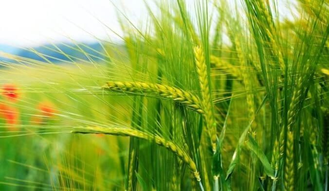 توصیه‌های ۶ روزه هواشناسی به کشاورزان ‌