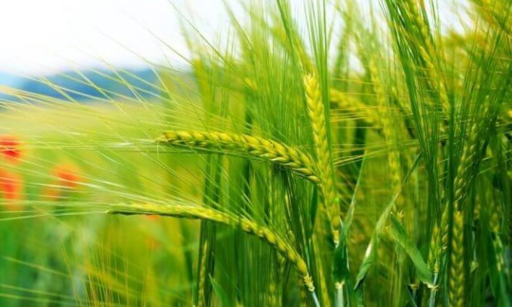 توصیه‌های ۶ روزه هواشناسی به کشاورزان ‌