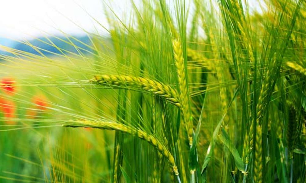 برداشت بیش از ۱۳۰ هزار تن گندم در استان سمنان