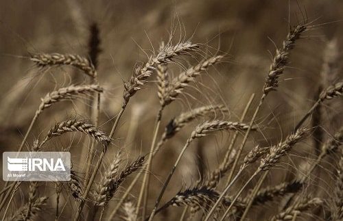 یک هزار تن بذر جو اصلاح‌شده در سمنان تولید و فرآوری شد