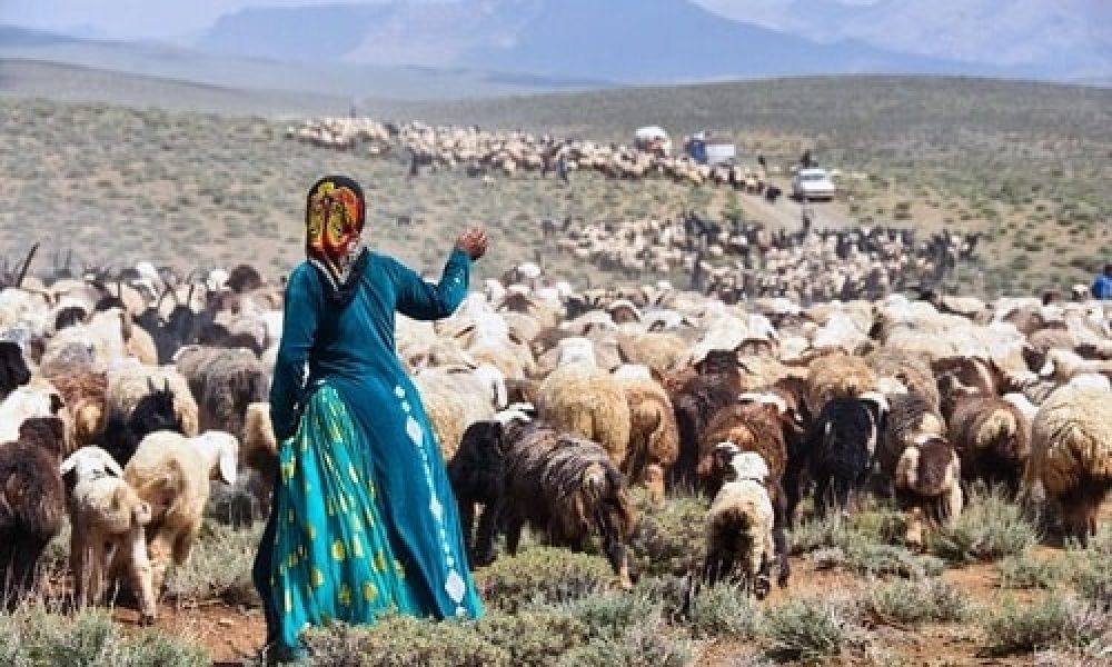 ۳۵۰ پنل خورشیدی در بین عشایر استان سمنان توزیع شد