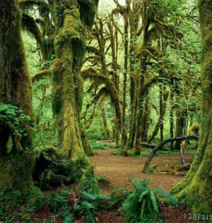 تور جنگل انجیلی