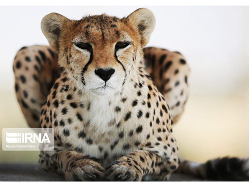 یوزپلنگ توران زمستان امسال آماده بارداری دوباره می‌شود