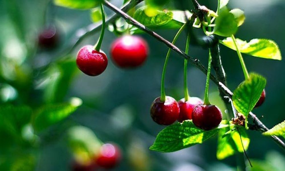 پیش‌بینی برداشت بیش از ۶ هزار تن آلبالو از باغات استان سمنان