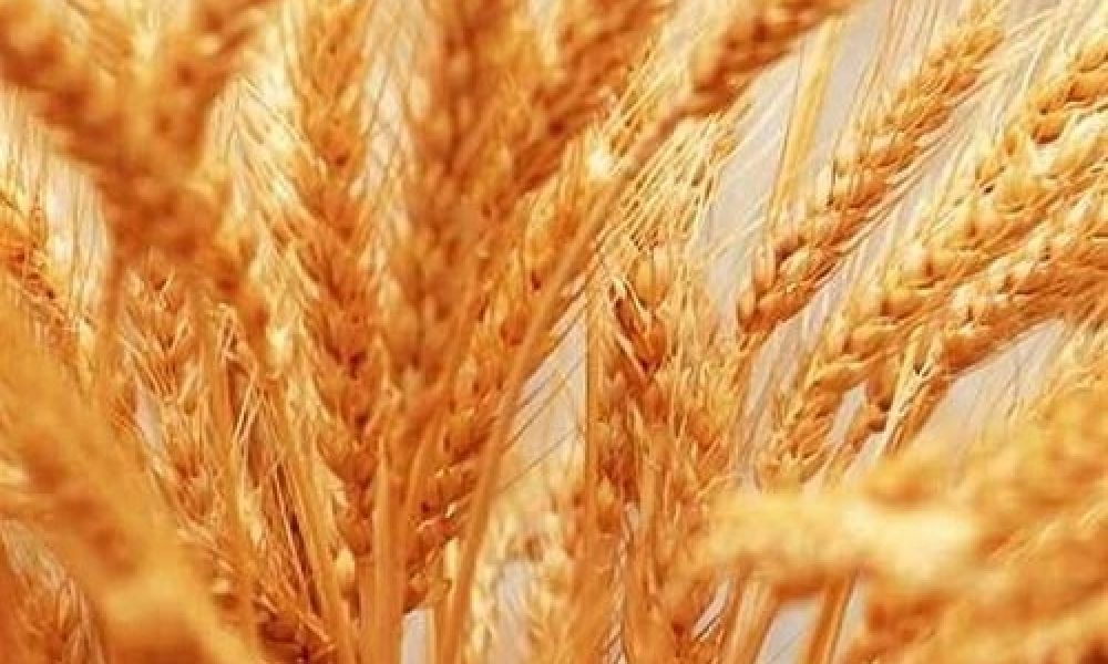 پرداخت بیش از ۹۹ درصد مطالبات گندمکاران سمنان