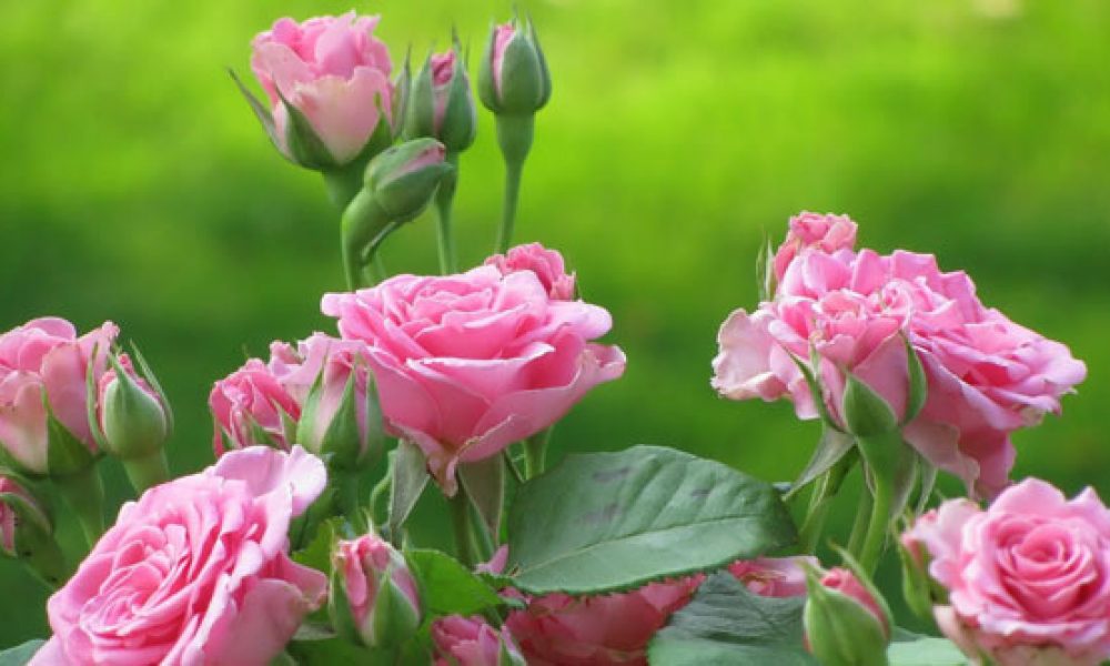 برداشت گل‌محمدی از باغات سمنان