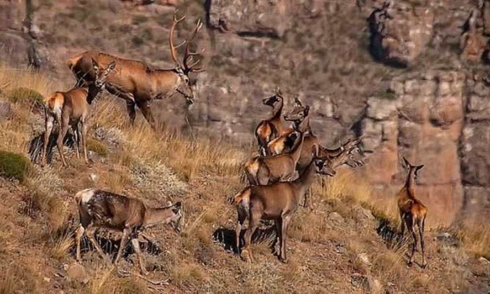 پرور گلستانی کوچک در استان سمنان