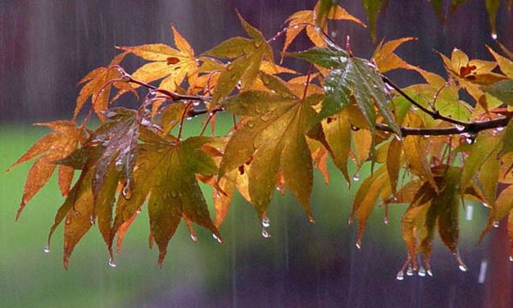 بارش باران پیش بینی هواشناسی برای سمنان