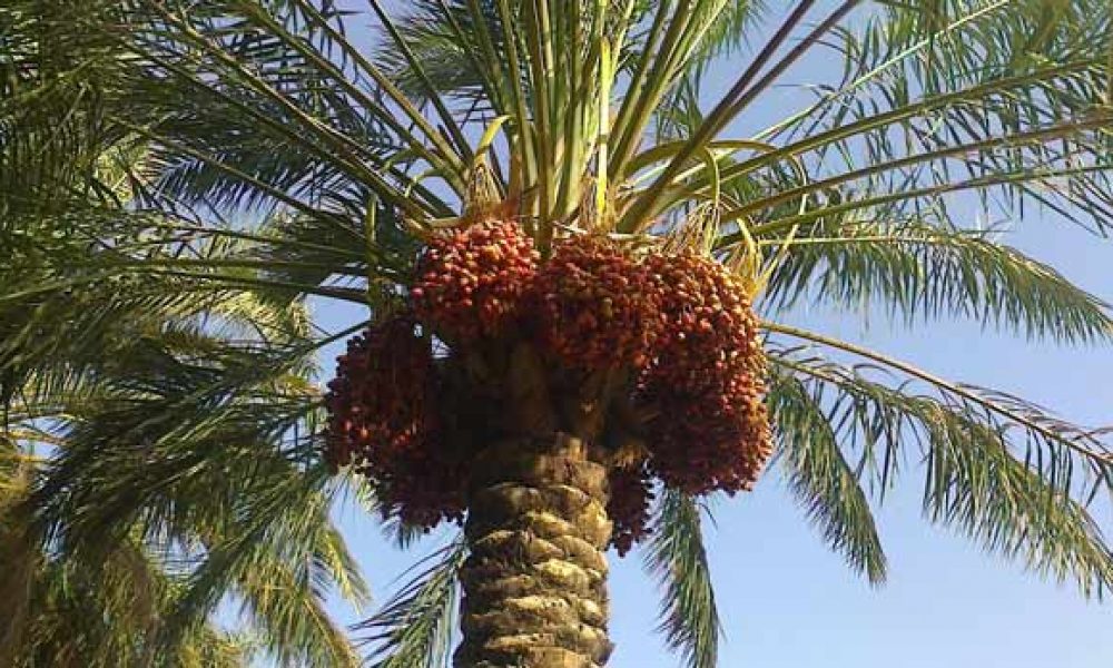 طرح توسعه کشت خرما در استان سمنان اجرا شد