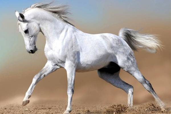 پروژه موزه اسب سمنان کاری منحصربه‌فرد در کشور است