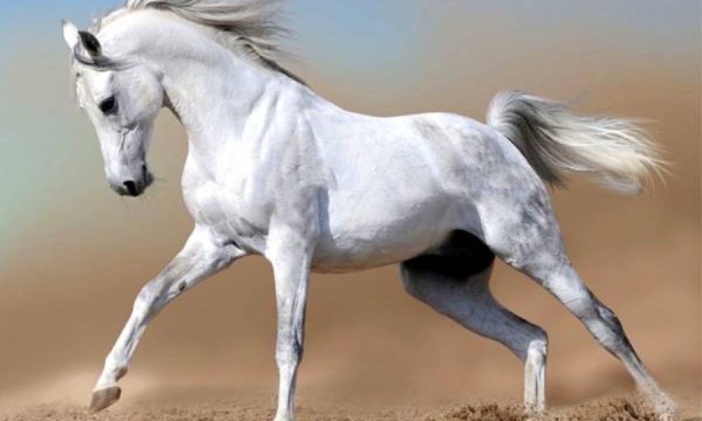 پروژه موزه اسب سمنان کاری منحصربه‌فرد در کشور است