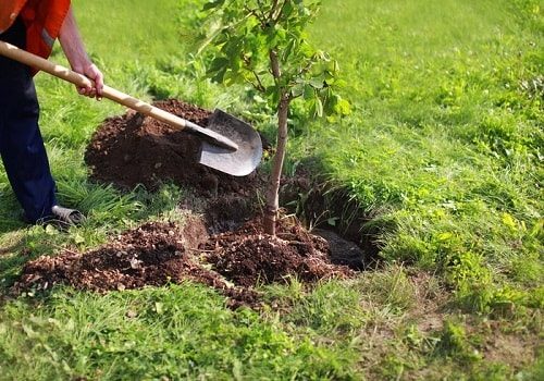۸۰۰ هزار اصله نهال تا پایان سال در استان سمنان کاشته می‌شود