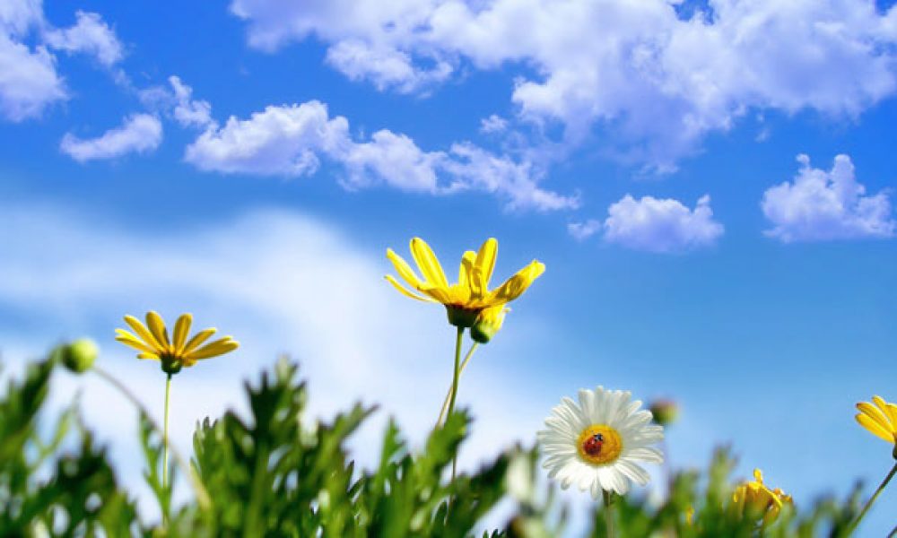 از طبیعت بیاموزیم اصول زندگی را