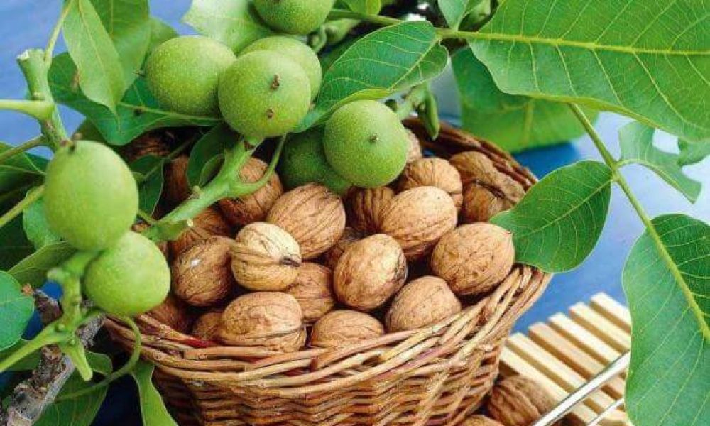 ارزش های فرهنگی و اقتصادی باغ گردوی شهمیرزاد